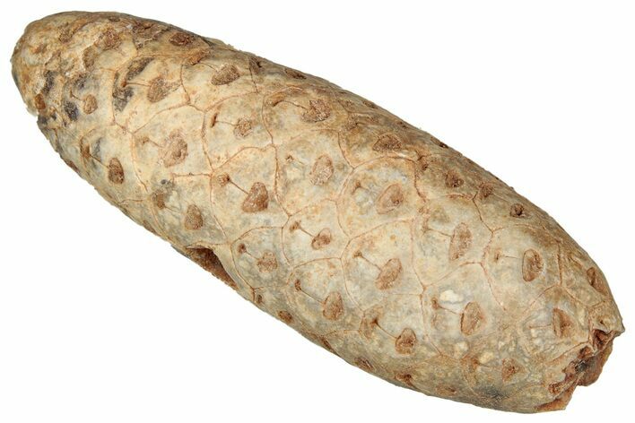 Fossil Cycadophyte Seed Cone - Boujdour, Morocco #349131